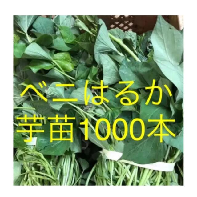 ベニはるか芋苗1000本 食品/飲料/酒の食品(野菜)の商品写真