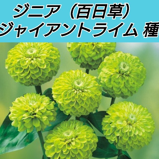 ジニア（百日草）ジャイアントライム 花種20粒 ハンドメイドのフラワー/ガーデン(その他)の商品写真
