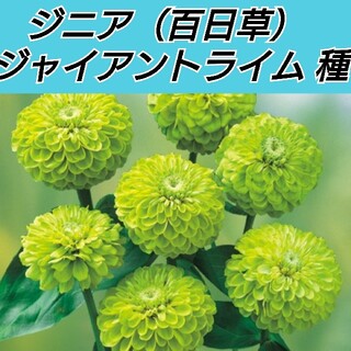 ジニア（百日草）ジャイアントライム 花種20粒(その他)