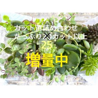 増量中⭐︎ 多肉植物/カット苗/寄せ植え/春萌/七福神/マクドガリー/セダム/(その他)