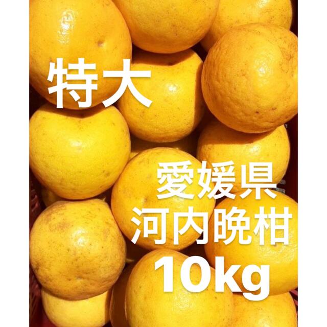 愛媛県産　河内晩柑　宇和ゴールド　柑橘　10kg 食品/飲料/酒の食品(フルーツ)の商品写真