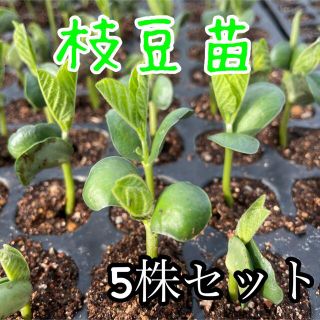 無農薬 野菜苗 枝豆苗 5株+オマケ1株(野菜)