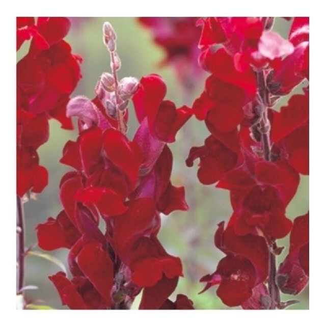 育て方付き❀シックで美しい金魚草*ブラックプリンス*花の種 ハンドメイドのフラワー/ガーデン(その他)の商品写真