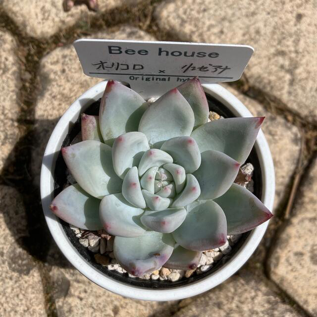 多肉植物 ホリコロ×リンゼアナ 札付き | gulatilaw.com