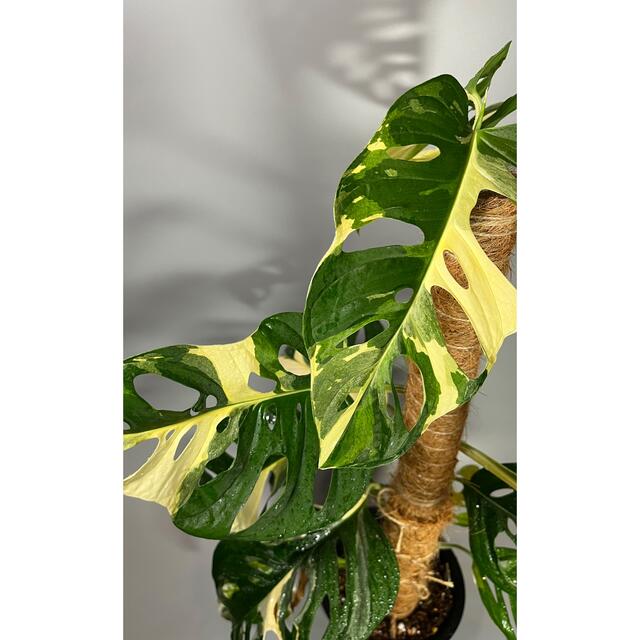 マドカズラ　斑入り　Monstera adansonii 2