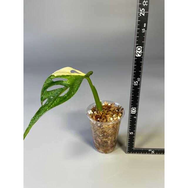 マドカズラ　斑入り　Monstera adansonii 2