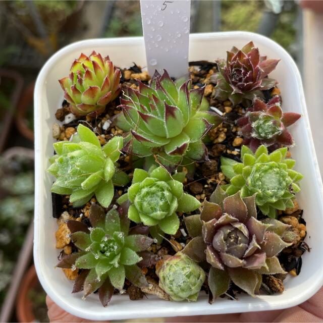 多肉植物 センペルビウム カット苗 5 多肉植物 センペルビウム カット苗 5