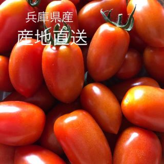 ミニトマトアイコ赤黄1.2キロ(野菜)