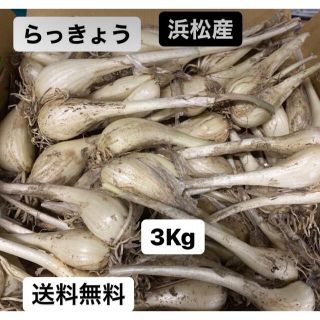 土付きらっきょう 3kg 静岡県浜松産(野菜)