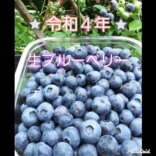 ⭐令和4年　生ﾌﾞﾙｰﾍﾞﾘｰ⭐無農薬　1㌔ 食品/飲料/酒の食品(フルーツ)の商品写真