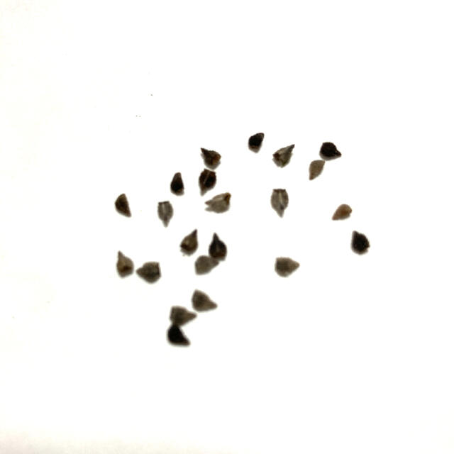 エキウム　ブルーベッダー　種30粒 ハンドメイドのフラワー/ガーデン(その他)の商品写真