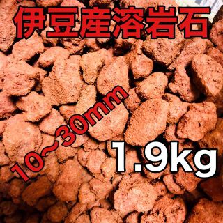 伊豆産 赤色溶岩石 レッドロック スコリア 10〜30mm 1.9kg(アクアリウム)