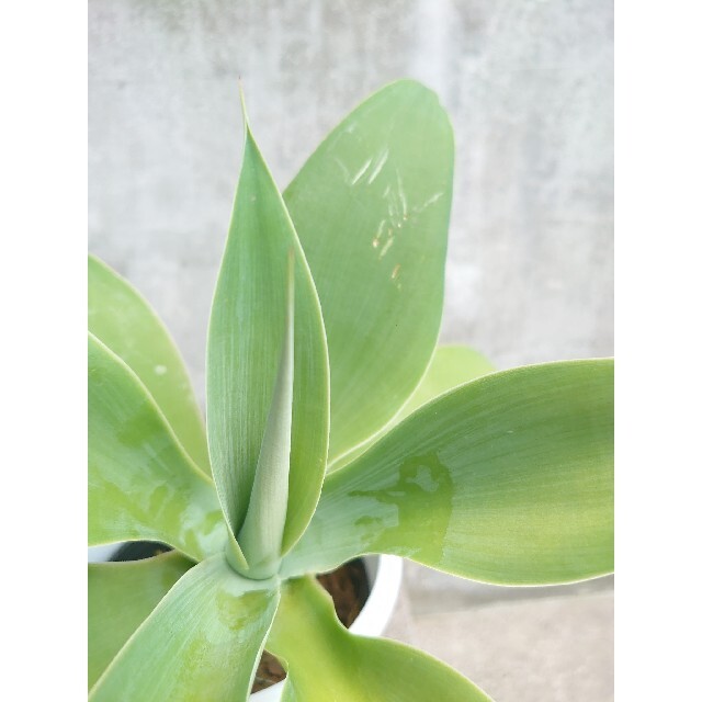 代引き手数料無料 アテナータ アガベ 幹立ち 植物/観葉植物 - carlson