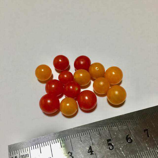 マイクロトマト 種 (赤色 ・黄色)・小さな丸にんじんの種 ハンドメイドのフラワー/ガーデン(その他)の商品写真