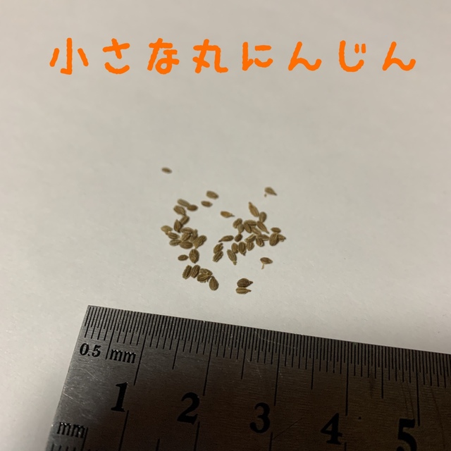 マイクロトマト 種 (赤色 ・黄色)・小さな丸にんじんの種 ハンドメイドのフラワー/ガーデン(その他)の商品写真