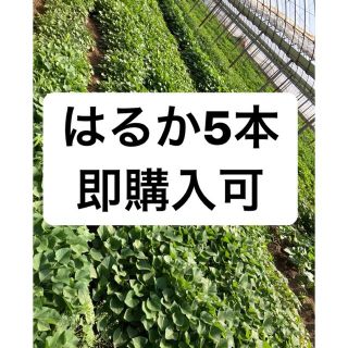 さつまいも苗  はるか5本(野菜)