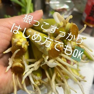 紫レモングラス苗３本最高の香り(野菜)