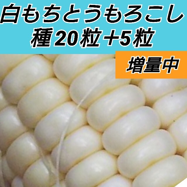 白もちとうもろこし 種 20粒＋5粒【固定種】 食品/飲料/酒の食品(野菜)の商品写真