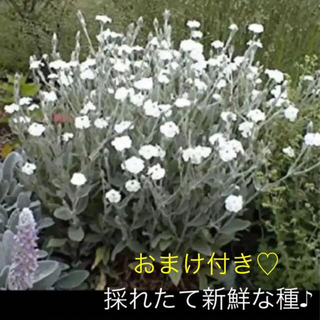 リクニス コロナリア アルバ 宿根草 種子200粒 ふわふわリーフ(その他)