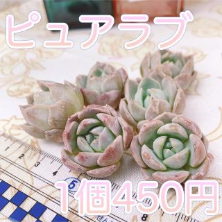 多肉植物　ピュアラブ　1苗(その他)