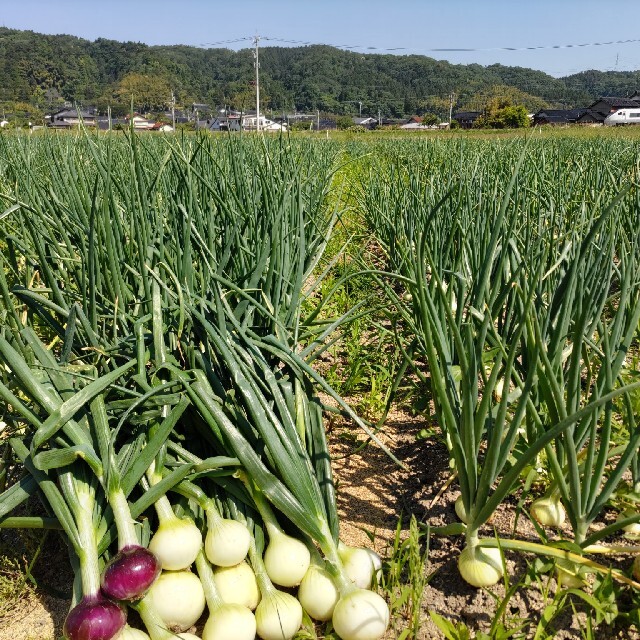 新玉ねぎ◎大玉２０キロ 食品/飲料/酒の食品(野菜)の商品写真