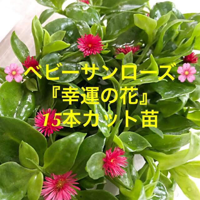多肉植物　ベビーサンローズ『幸運の花』１５本カット苗　初心者向け ハンドメイドのフラワー/ガーデン(その他)の商品写真