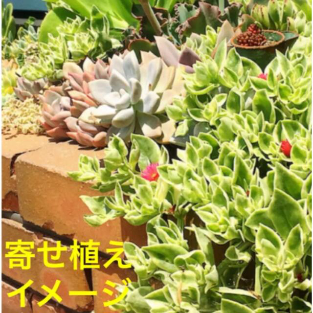 多肉植物　ベビーサンローズ『幸運の花』１５本カット苗　初心者向け ハンドメイドのフラワー/ガーデン(その他)の商品写真