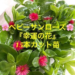 多肉植物　ベビーサンローズ『幸運の花』１５本カット苗　初心者向け(その他)