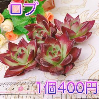 多肉植物　ロブ　１苗(その他)