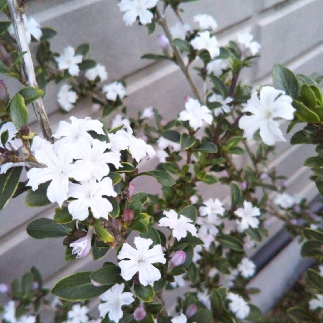 ハクチョウゲ(白丁花) ハンドメイドのフラワー/ガーデン(プランター)の商品写真