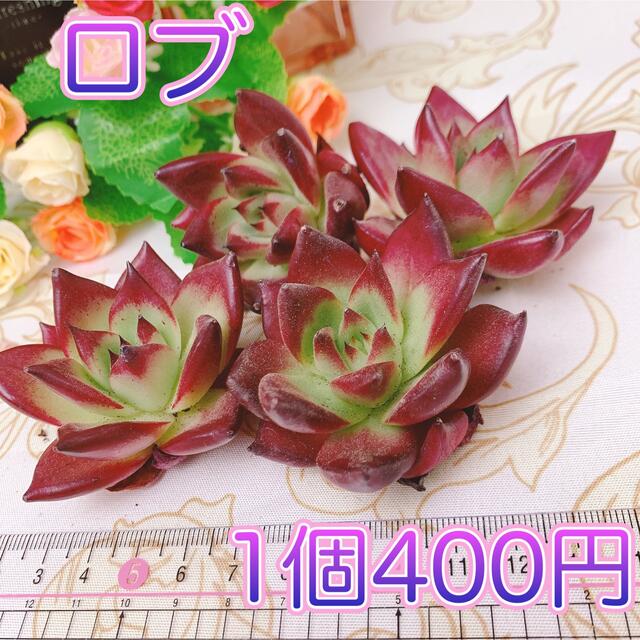 多肉植物　ロブ　１苗 ハンドメイドのフラワー/ガーデン(その他)の商品写真