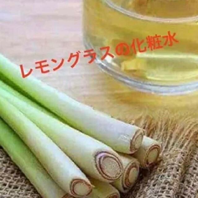 紫レモングラス苗３本最高の香り 食品/飲料/酒の食品(野菜)の商品写真