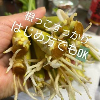 紫レモングラス苗３本最高の香り(野菜)