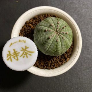 多肉植物 ユーフォルビア オベサ 小 サボテン(その他)