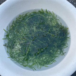 アナカリス 30cm 10本(アクアリウム)