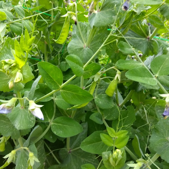 絹さや300g 食品/飲料/酒の食品(野菜)の商品写真