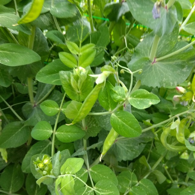 絹さや300g 食品/飲料/酒の食品(野菜)の商品写真