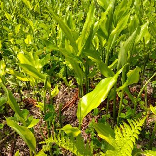 みょうがの苗二本(野菜)