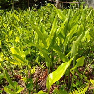 みょうがの苗3本(野菜)