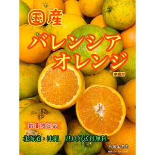 数量限定‼️残り1点　バレンシア  オレンジ　フルーツ家庭用　柑橘　みかん(フルーツ)
