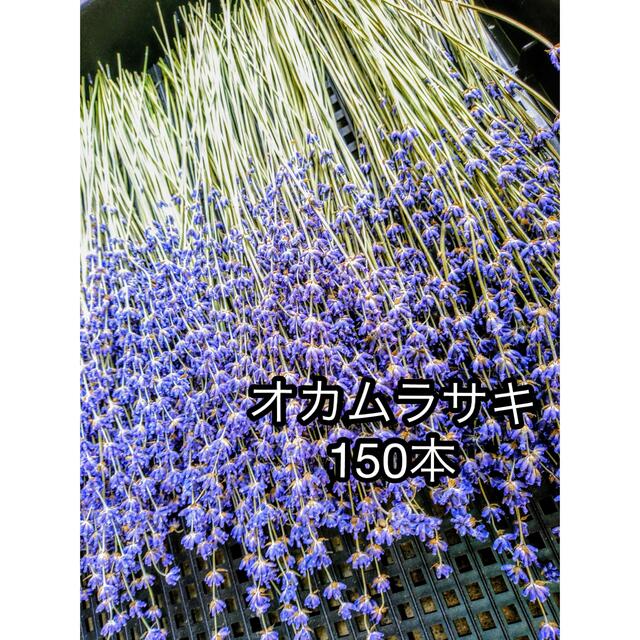 ラベンダードライフラワー　オカムラサキ　150本＋α ハンドメイドのフラワー/ガーデン(ドライフラワー)の商品写真