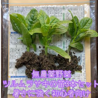 無農薬野菜＊ツルムラサキの苗＊3本セット＊プランター＊初心者向け＊暑さに強い＊(野菜)