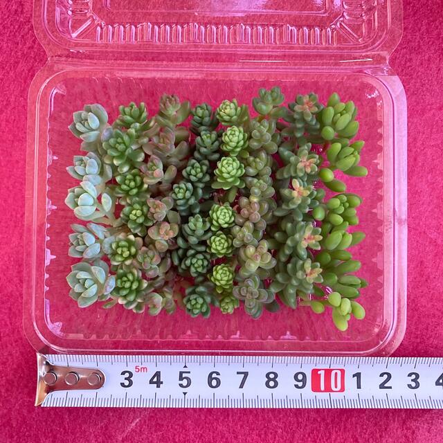 多肉植物  ＊つぶつぶカット苗セット＊  セダム ハンドメイドのフラワー/ガーデン(その他)の商品写真