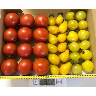トマトセット　香川県産　無農薬(野菜)