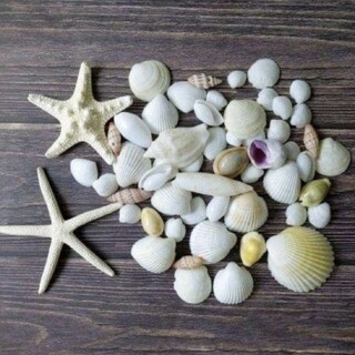 貝殻　貝殻セット　ハンドメイド　工作　ディスプレイ　結婚式　夏　海　素材(各種パーツ)