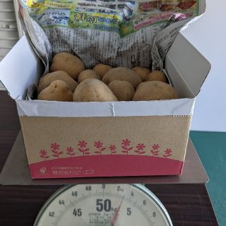 じゃがいも　デジマ　土付き　岡山県産(野菜)