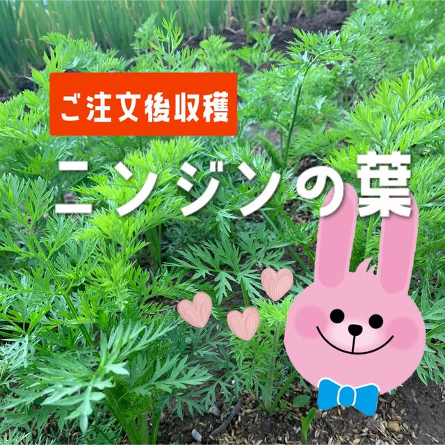 兵庫県産 無農薬 ニンジンの葉 300グラム 食品/飲料/酒の食品(野菜)の商品写真