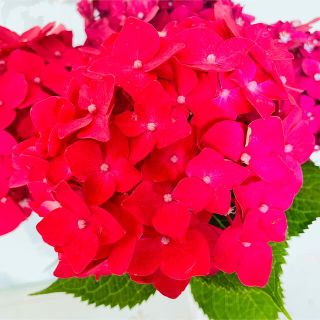 2本 アジサイ【紫陽花】 挿し穂(濃ピンク 赤紫)(その他)