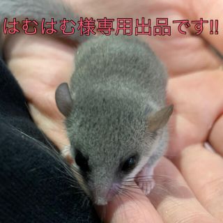 はむはむ様専用、リピーター様割引きしています！小動物のおやつ(小動物)