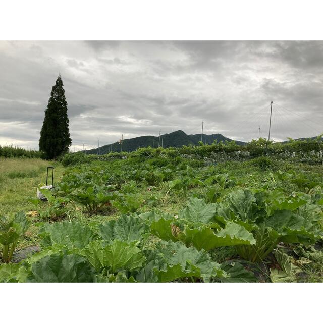 信州産ルバーブ/緑　簡単クランブルを作ろう♪ジャムだけじゃ勿体ない 食品/飲料/酒の食品(野菜)の商品写真